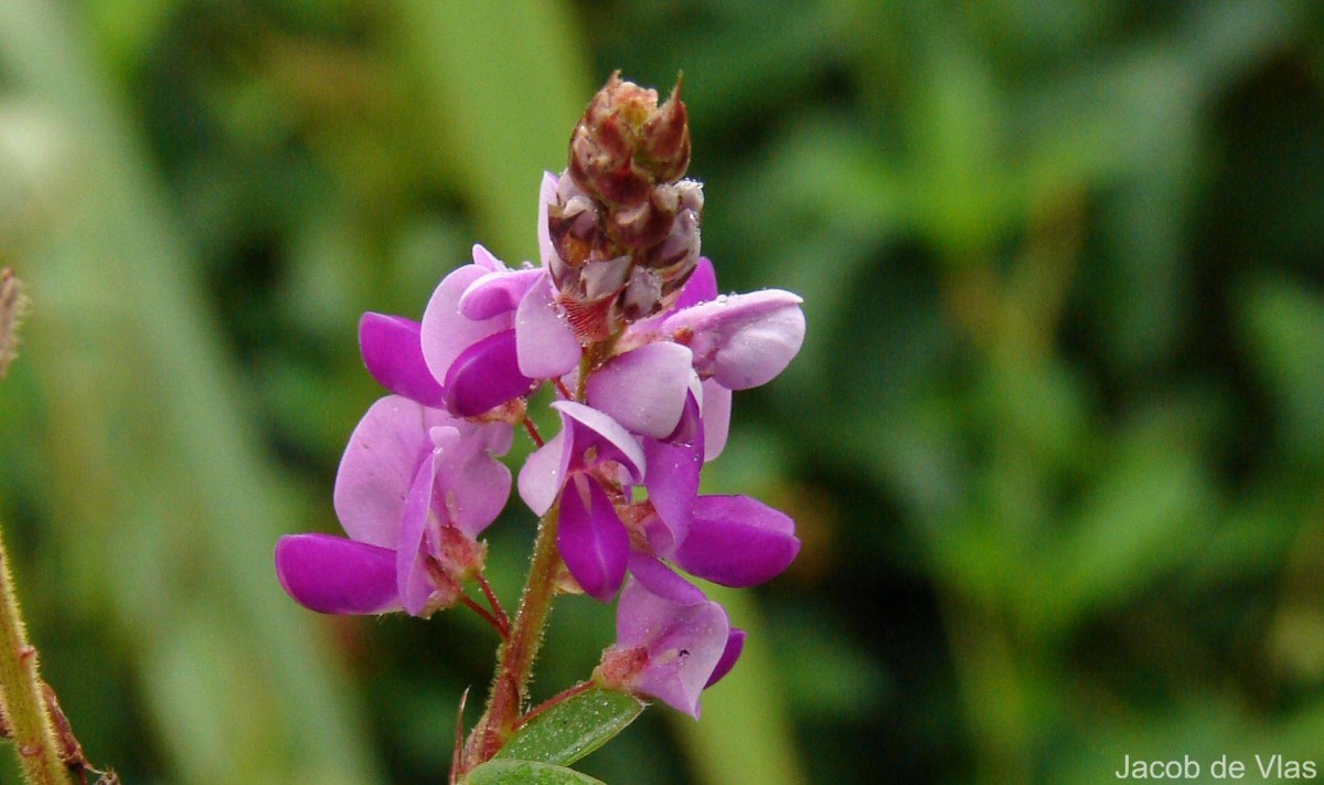 Grona heterocarpa var. heterocarpa (L.) H.Ohashi & K.Ohashi